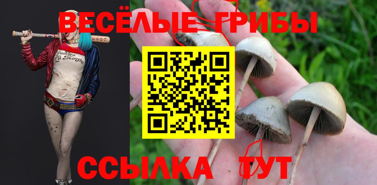 Галлюциногенные грибы Psilocybe  Вход с VPN  Лесной 